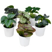 Wholesale - 3pk Mini Plant Indoor Potted Plastic C/P 144, UPC: 763713270015